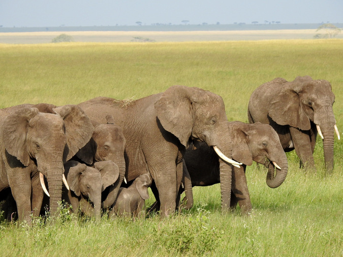 7 Days Wildebeest Migration Safari with Athena Safaris